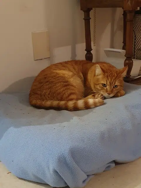 chat lost   21800 Chevigny-Saint-Sauveur Omalley