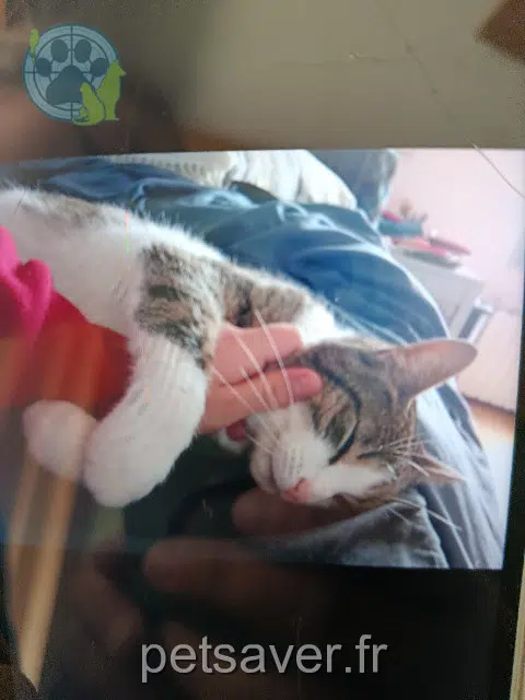 chat lost   21200 Bligny-lès-Beaune Onyx