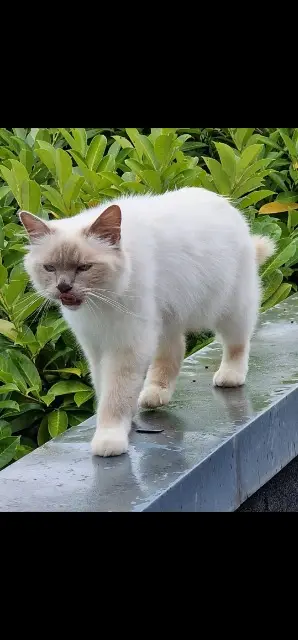 chat lost   21200 Beaune Opium