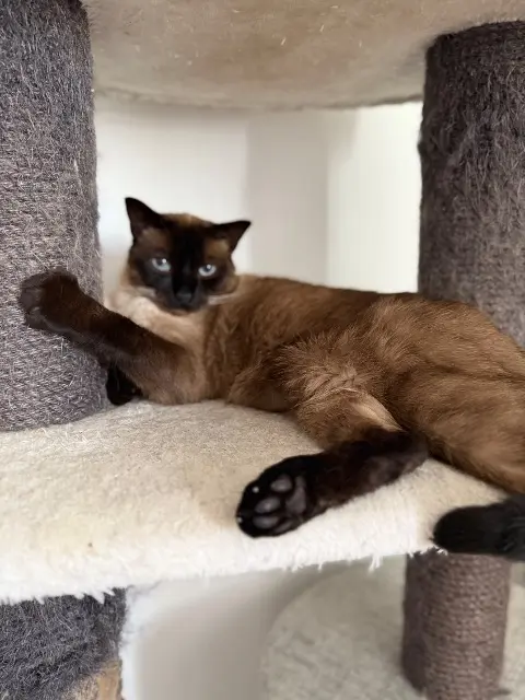 chat lost   21121 Fontaine-lès-Dijon Oreo