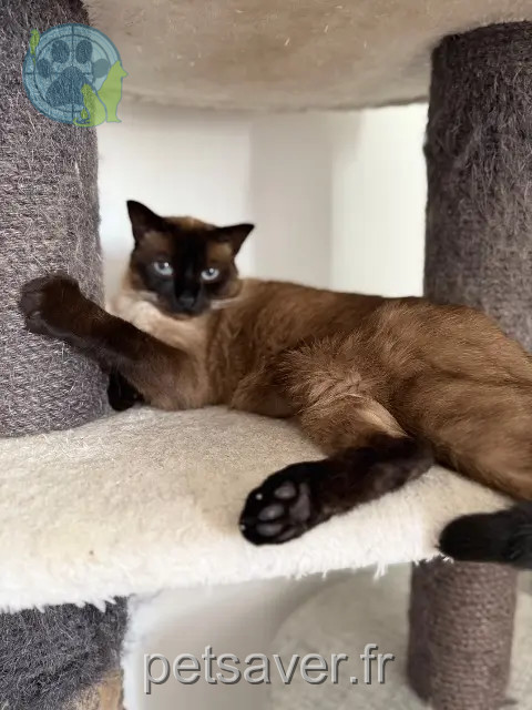 cat lost 21121 Fontaine-lès-Dijon Oreo cat lost 21121 Fontaine-lès-Dijon Oreo