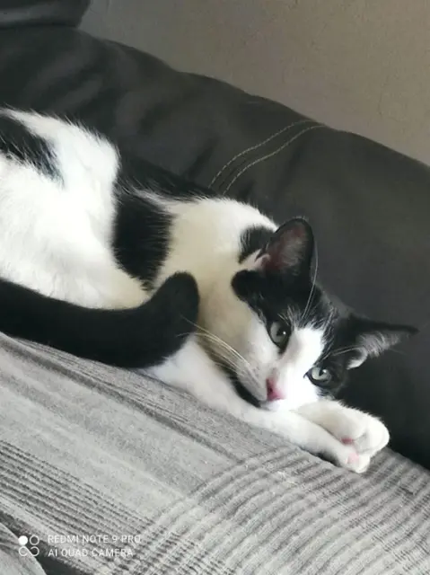 chat lost   21130 Les Maillys Oreo