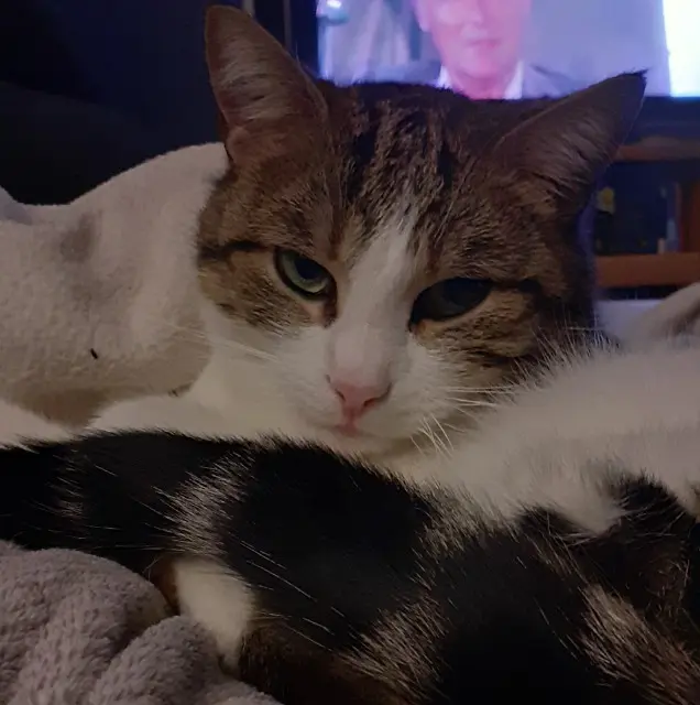 chat lost   21130 Champdôtre Oslo