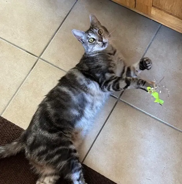 chat lost   21210 Champeau-en-Morvan Pepito