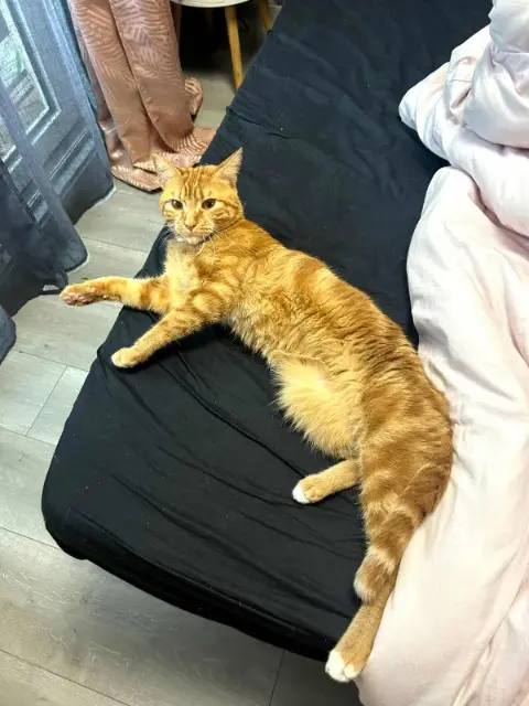 chat lost   21850 Saint-Apollinaire Philibert