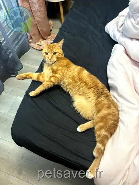 gatto perso 21850 Saint-Apollinaire Philibert gatto lost 21850 Saint-Apollinaire Philibert
