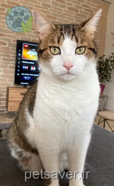 chat lost   21120 Lux Phoenix