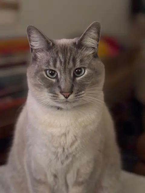 chat lost   21120 Is-sur-Tille Pioupiou