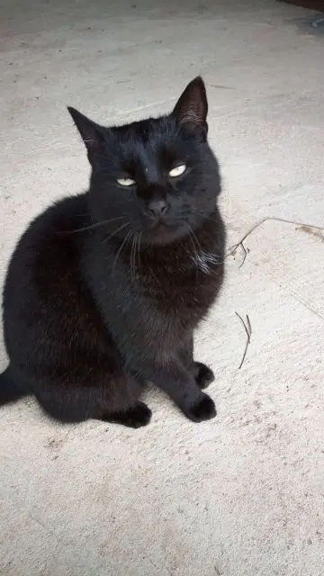 chat lost   21200 Chorey-les-Beaune Popeye