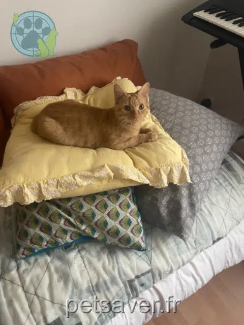 gato lost   21800 Quetigny Poutou