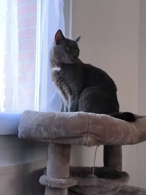 chat lost   21800 Chevigny-Saint-Sauveur Pépère