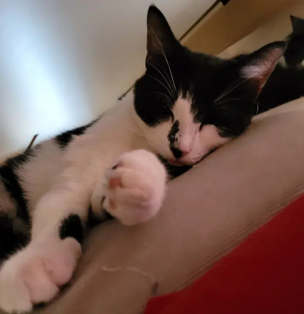 chat lost   21370 Velars-sur-Ouche Reglisse