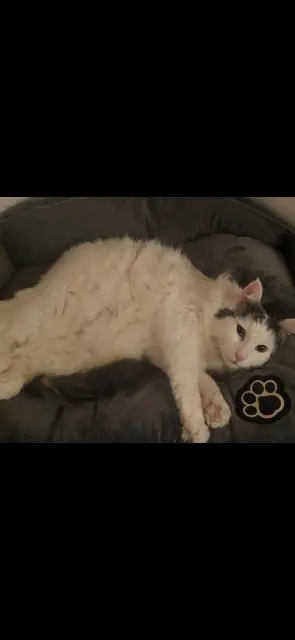 chat lost   21120 Til-Châtel Rio