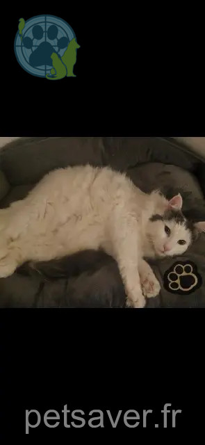 chat perdu 21120 Til-Châtel Rio chat lost 21120 Til-Châtel Rio
