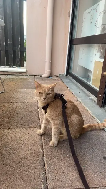 chat lost   21800 Quetigny Salsa