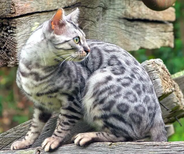 chat lost   21400 Massingy Silver