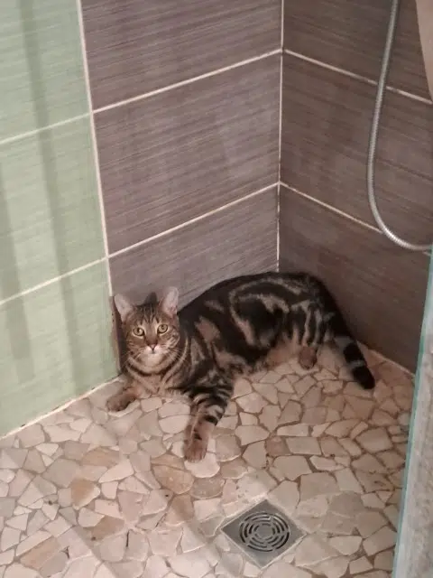 chat lost   21560 Remilly-sur-Tille Simba