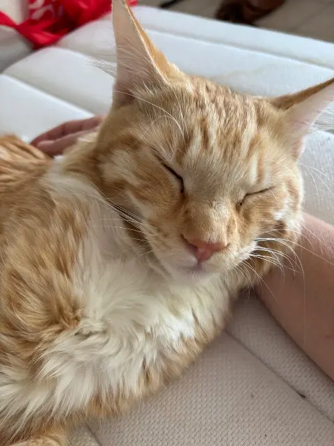 chat lost   21300 Chenôve Simba