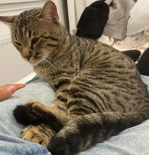 chat lost   21850 Saint-Apollinaire Simba