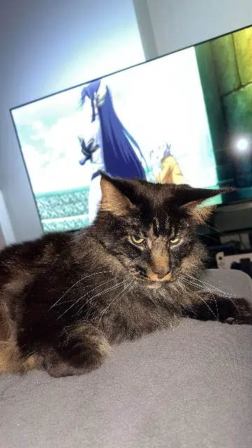 chat lost   21800 Quetigny Sirius