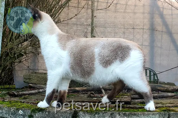 Chat Perdu 21 Côte-d'Or - Sky Chat Perdu 21 Côte-d'Or - Sky