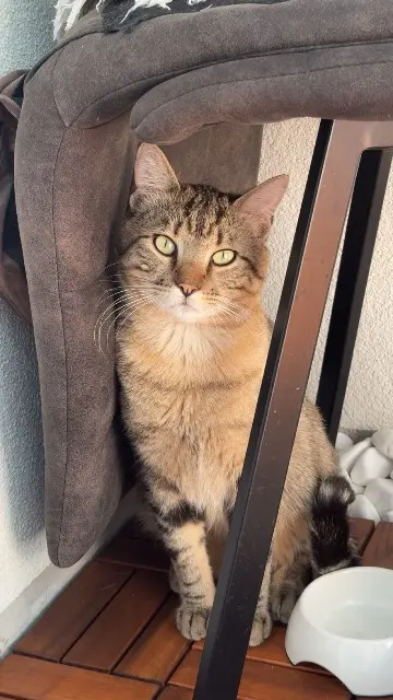 chat lost   21490 Saint-Julien Snow