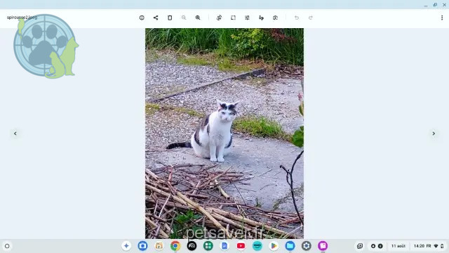gato perdido 21200 Meursanges Spirousse gato lost 21200 Meursanges Spirousse