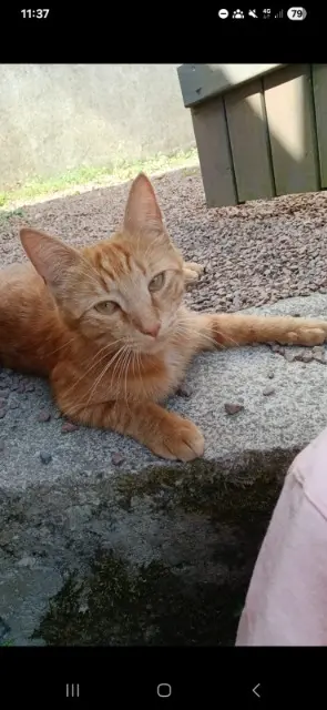 chat lost   21600 Longvic Sushi