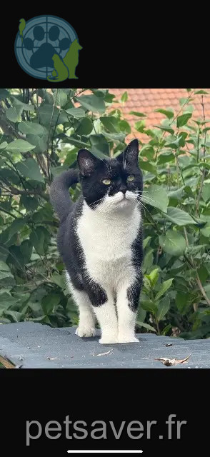 chat perdu 21350 Gissey-le-Vieil Taizon chat lost 21350 Gissey-le-Vieil Taizon