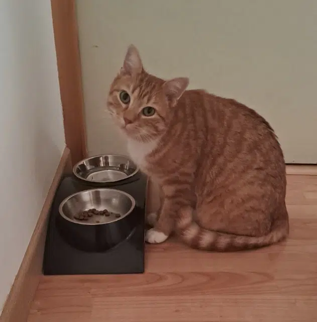 chat lost   21110 Tart Poppy