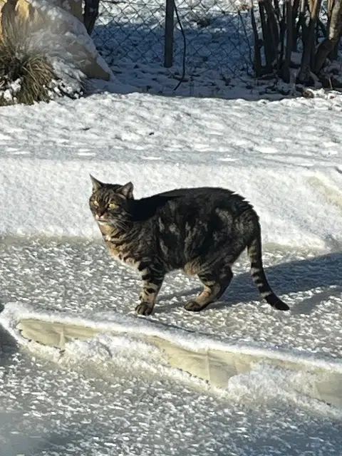 chat lost   21200 Beaune Tigrou