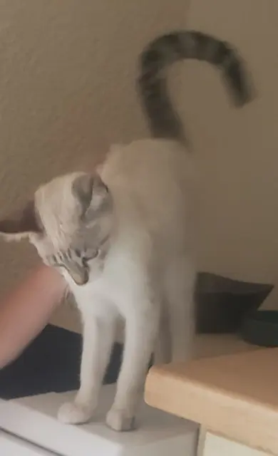 chat lost   21500 Éringes Tigrou