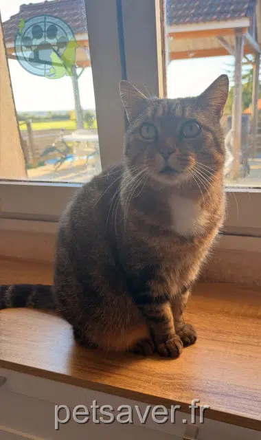 chat lost   21470 Brazey-en-Plaine Tigrou