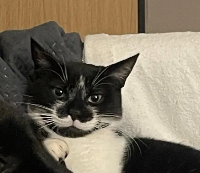 chat lost   21440 Léry Touille