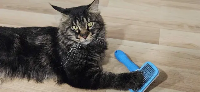 chat lost   21300 Chenôve Twix