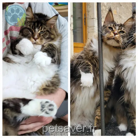 Chat Perdu 21 Côte-d'Or - Tyrion Chat Perdu 21 Côte-d'Or - Tyrion