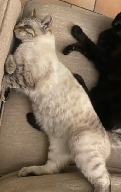 chat lost   21200 Montagny-lès-Beaune Vanille