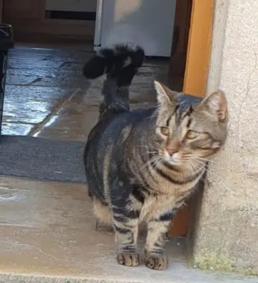 chat lost   21700 Argilly Vianney