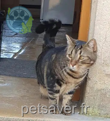 gatto perso 21700 Argilly Vianney gatto lost 21700 Argilly Vianney
