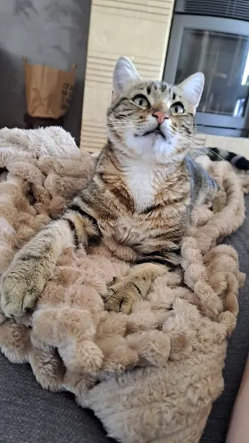 chat lost   21820 Labergement-lès-Seurre Zebulon