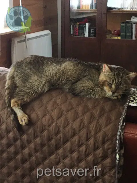 chat lost   21170 Saint-Usage Zola