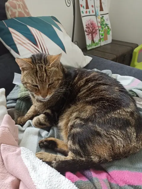 chat perdu 21600 Longvic Tigrou chat lost 21600 Longvic Tigrou