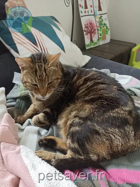 gatto perso 21600 Longvic Tigrou gatto lost 21600 Longvic Tigrou