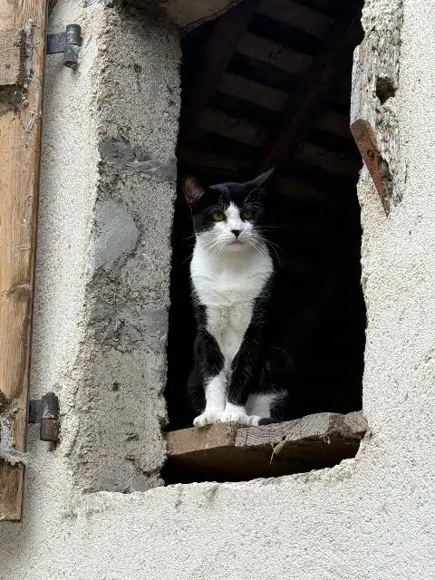 chat lost   22630 Évran Abdel