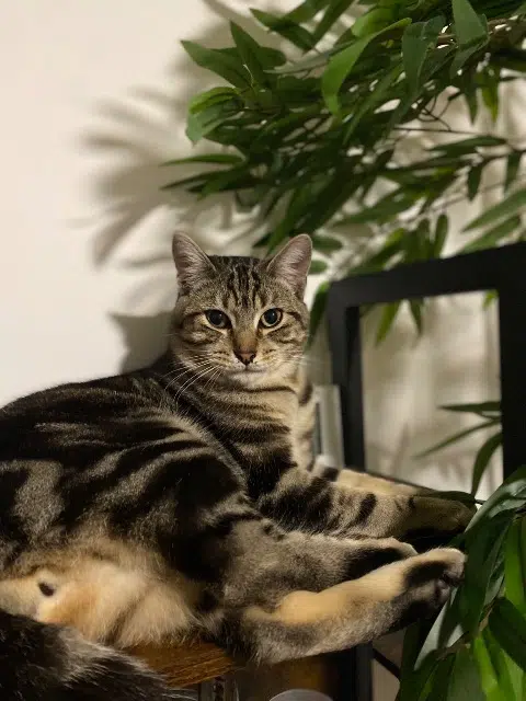 chat lost   22000 Saint-Brieuc Alix