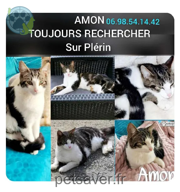 Chat Perdu 22 Côtes-d'Armor - Amon Chat Perdu 22 Côtes-d'Armor - Amon