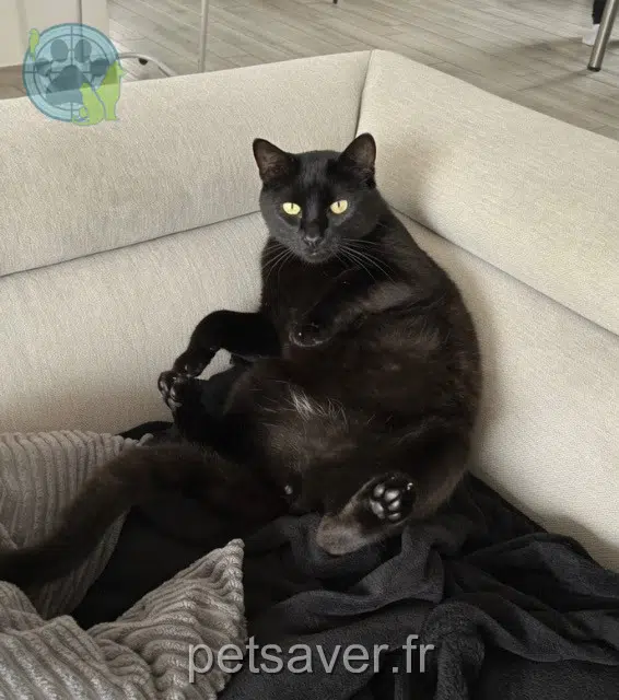 gatto lost   22950 Trégueux Arsouille