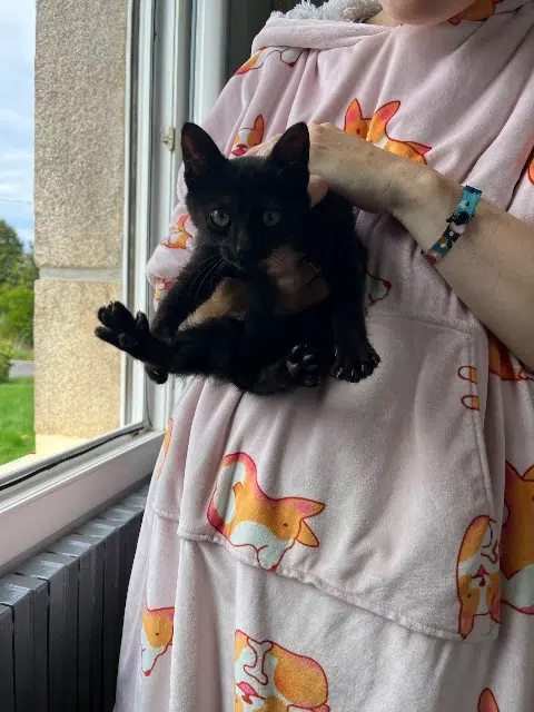 chat lost   22600 Loudéac Baghera