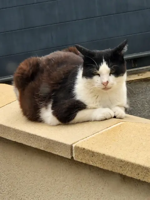chat lost   22190 Plérin Bambou