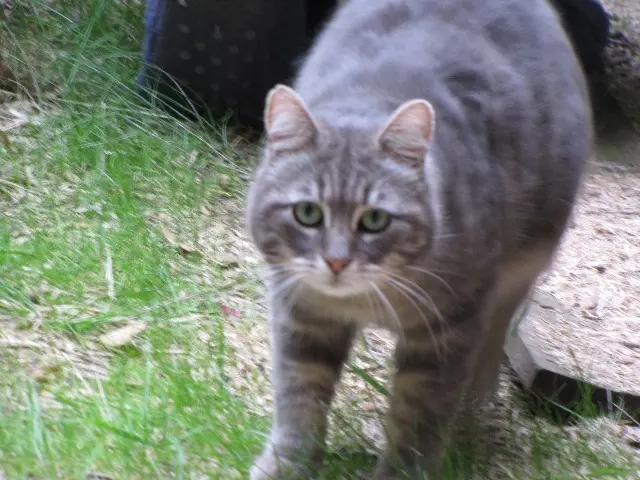 chat lost   22650 Beaussais-sur-Mer Petitchat